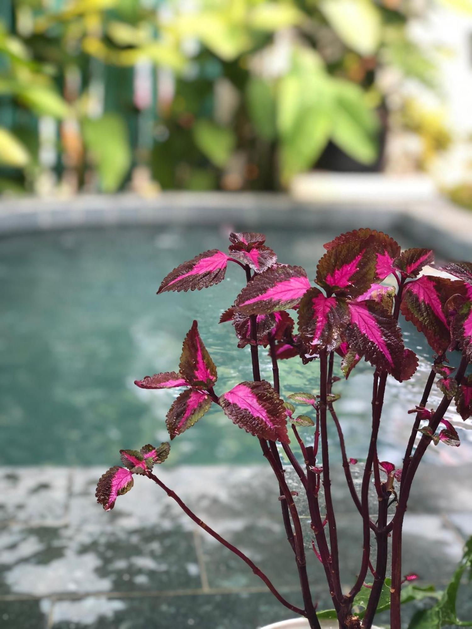 Hoi An Coastal Charm Villa - Jaccuzi Pool - Netflix Tan Thanh Exterior foto